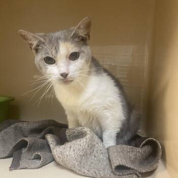 Domestic Short Hair Cats Available for Adoption in Elyria, Ohio - Marcia | PetCurious