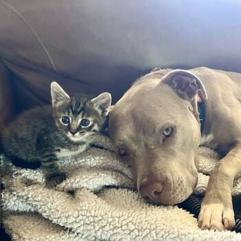 Domestic Short Hair Cats Available for Adoption in Auburn, Alabama - Ekko | PetCurious