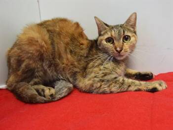 Rescue Domestic Short Hair Cats for Adoption in Sacramento, California - CARMELLA | PetCurious