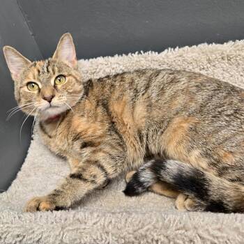 Boo Berry -  Domestic Medium Hair Cat for Adoption in Buffalo, New York - Boo Berry | PetCurious