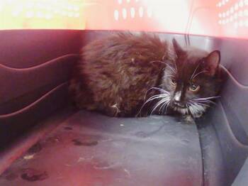 YANDU -  Domestic Long Hair Cat for Adoption in Charlotte, North Carolina - YANDU | PetCurious