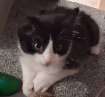 snap -  Domestic Short Hair Cat for Adoption in Mesquite, Nevada - Snap | PetCurious