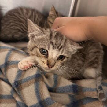Tiramisu -  Domestic Short Hair Cat for Adoption in Wilmington, Delaware - Tiramisu | PetCurious