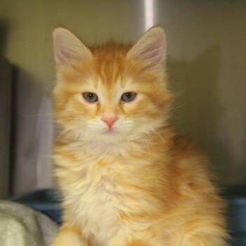 Black Widow -  Domestic Medium Hair Cat for Adoption in Yucca Valley, California - Black Widow | PetCurious