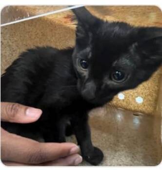 Ebonii -  Domestic Short Hair Cat for Adoption in West Chester, Pennsylvania - Ebonii | PetCurious