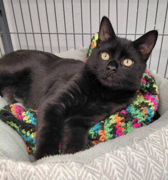 Clyde -  Domestic Short Hair Cat for Adoption in Montello, Wisconsin - Clyde | PetCurious