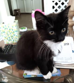 Rescue Tuxedo Cats for Adoption in Houston, Texas - Chelsie - Cute, Lovable Kitten | PetCurious