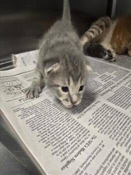 Domestic Short Hair Cats Available for Adoption in Houston, Texas - KITTEN 6 | PetCurious