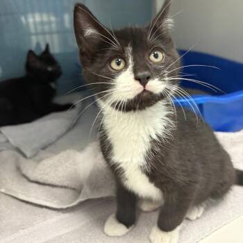 Sloppy Joe -  Domestic Medium Hair Cat Available for Adoption in East Hanover, New Jersey - Sloppy Joe | PetCurious