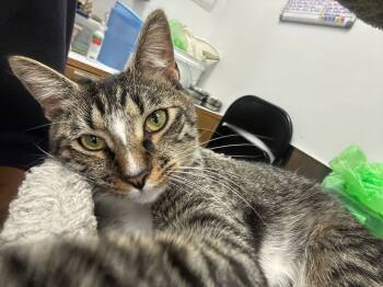 Rescue Domestic Short Hair Cats for Adoption in Franklin Township, New Jersey - Wilbur | PetCurious