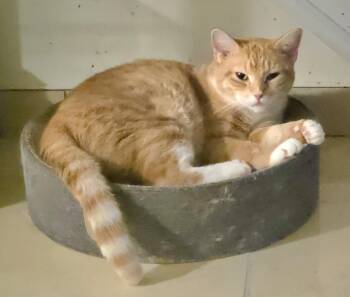 Twila 2yrs AVA 10/8 -  Domestic Short Hair Cat for Adoption in Sterling, Massachusetts - Twila 2yrs AVA 10/8 | PetCurious