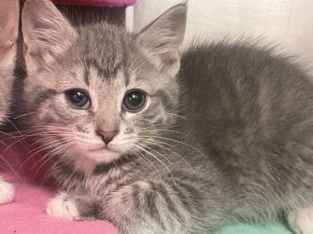 Domestic Short Hair Cats Available for Adoption in Blountville, Tennessee - Grape Jelly | PetCurious