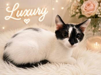 Luxury -  Domestic Short Hair Cat for Adoption in Dalton, Georgia - Luxury | PetCurious