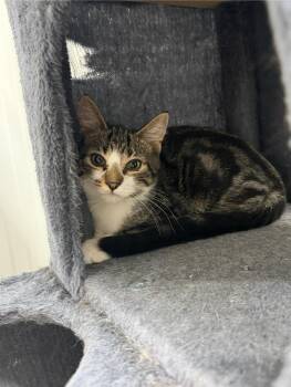 Boysenberry -  Domestic Short Hair Cat for Adoption in Wayland, Michigan - Boysenberry | PetCurious