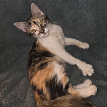 Rescue Calico Cats for Adoption in Warren, New Jersey - Pixel | PetCurious
