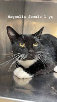 Magnolia -  Domestic Medium Hair Cat Available for Adoption in Fort Payne, Alabama - Magnolia | PetCurious