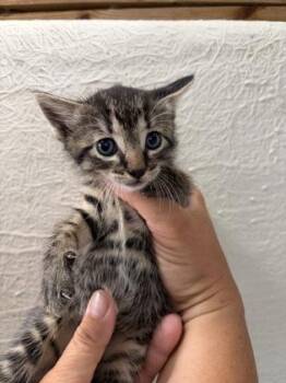 Brianna -  Domestic Short Hair Cat for Adoption in Key West, Florida - Brianna | PetCurious