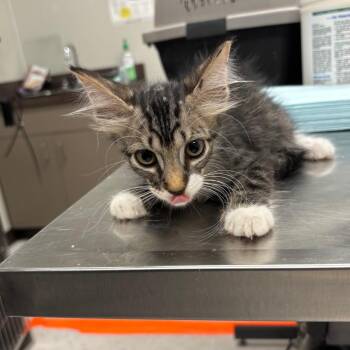 C15 -  American Wirehair Cat for Adoption in Portland, Texas - C15 | PetCurious
