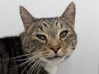 Domestic Short Hair Cats Available for Adoption in Portland, Oregon - Elias | PetCurious