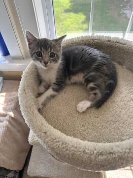 Princess -  Domestic Short Hair Cat for Adoption in Highland, New York - Princess | PetCurious