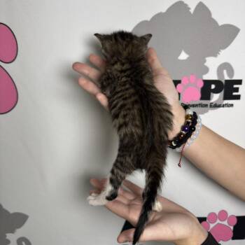 Scoop -  American Shorthair and Domestic Short Hair Cat for Adoption in Milton, Florida - Scoop | PetCurious