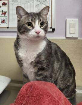 Sam -  Domestic Short Hair Cat for Adoption in Vancouver, Washington - Sam | PetCurious