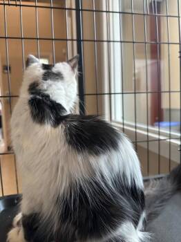 Domestic Long Hair Cats Available for Adoption in Newberg, Oregon - Isabel | PetCurious