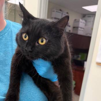 Domestic Long Hair Cats Available for Adoption - Sonya | PetCurious