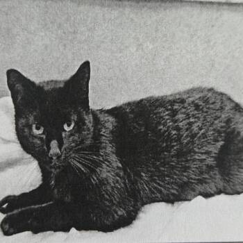 Cleo -  Domestic Short Hair Cat for Adoption in San Jacinto, California - Cleo | PetCurious
