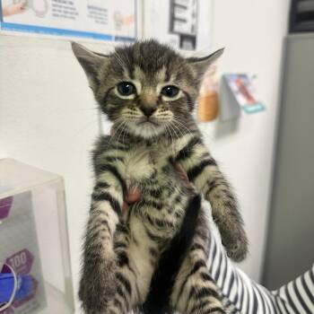 Domestic Medium Hair Cats Available for Adoption in Charleston, West Virginia - Sweetie Belle | PetCurious