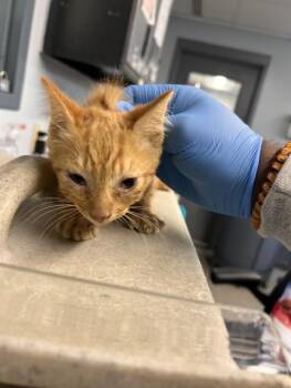 ROBIN -  Domestic Short Hair Cat for Adoption in Tallahassee, Florida - ROBIN | PetCurious