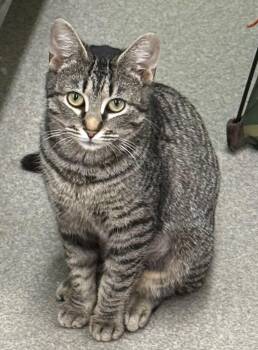 Domestic Short Hair Cats Available for Adoption - Sienna | PetCurious