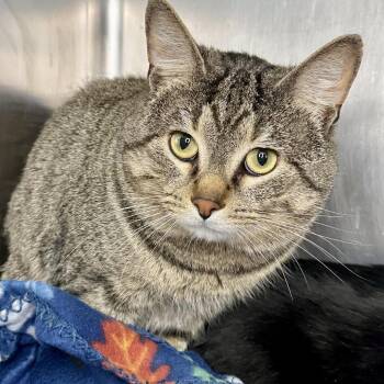 Domestic Short Hair Cats Available for Adoption in Matteson, Illinois - Bizz Ness | PetCurious