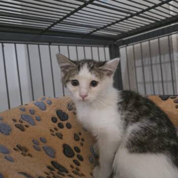 Moth -  Domestic Short Hair Cat for Adoption in Mastic, New York - Moth | PetCurious