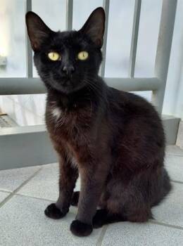 Rescue Domestic Short Hair Cats for Adoption in Canfield, Ohio - HENRIETTA | PetCurious