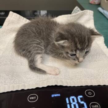 Green Collar -  Domestic Short Hair Cat for Adoption in Pasadena, California - Green Collar | PetCurious