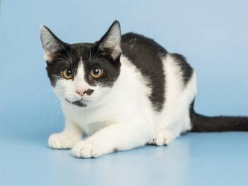 KETCHUP -  Domestic Short Hair Cat for Adoption in Phoenix, Arizona - KETCHUP | PetCurious