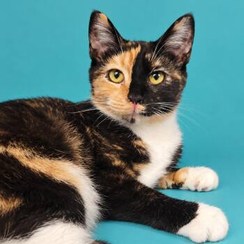 Sookie -  Domestic Short Hair Cat for Adoption in Concord, North Carolina - Sookie | PetCurious