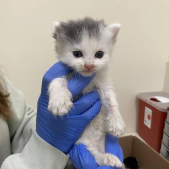 Falafel -  Domestic Short Hair Cat for Adoption in Lynchburg, Virginia - Falafel | PetCurious