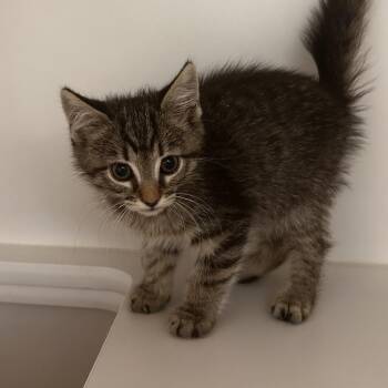 Domestic Short Hair Cats Available for Adoption in Phoenix, Arizona - Spark | PetCurious