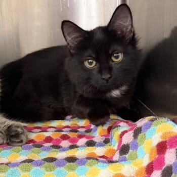Luna -  Domestic Medium Hair Cat for Adoption - Luna | PetCurious