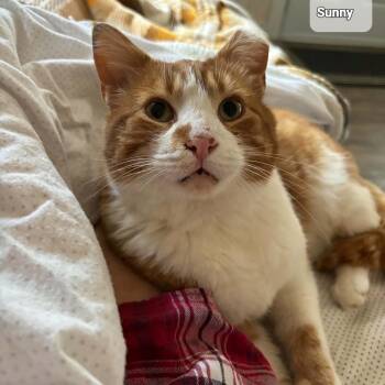 Sunny (m) 4yrs old orange and white -  Domestic Short Hair Cat Available for Adoption in Ottawa, Ontario - Sunny (m) 4yrs Old Orange And White | PetCurious