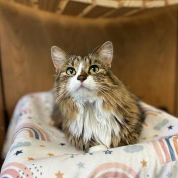 Gillette--In Foster -  Domestic Medium Hair Cat for Adoption in Fargo, North Dakota - Gillette--In Foster | PetCurious