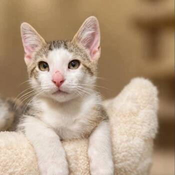 Sencha -  Tabby and Domestic Short Hair Cat for Adoption in Fort Worth, Texas - Sencha | PetCurious