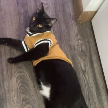 Smokey -  Domestic Short Hair Cat for Adoption in Rochester, Minnesota - Smokey | PetCurious
