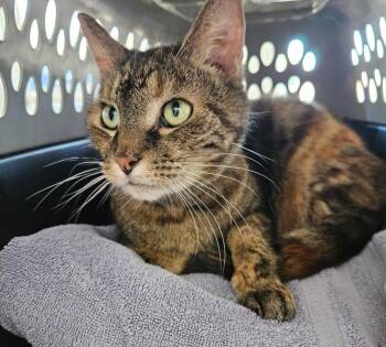 Beverly -  Domestic Short Hair and Torbie Cat for Adoption in Greenfield, Indiana - Beverly | PetCurious