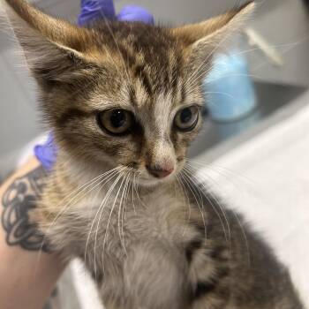 Chicago -  Domestic Short Hair Cat for Adoption in Summerville, South Carolina - Chicago | PetCurious