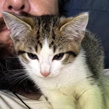 Sanchez -  Domestic Short Hair Cat for Adoption in Marion, Illinois - Sanchez | PetCurious