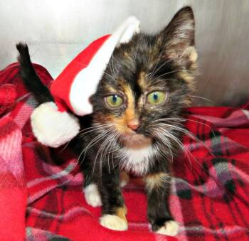 Rescue Domestic Short Hair Cats for Adoption in Lexington, Virginia - Camille | PetCurious