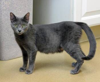 Domestic Short Hair Cats Available for Adoption in Mansfield, Massachusetts - Yahtzee | PetCurious